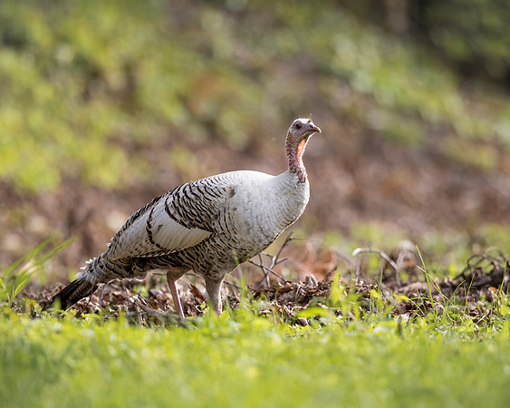 Smoke Phased Eastern Turkey - Hen