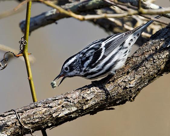 Black and White Warbler