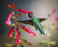 Ruby-Throated Juvenile Male Hummingbird on Skyscraper Salvia