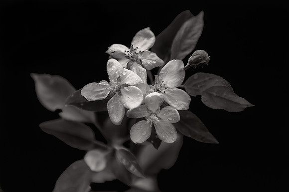 Apple Blossoms