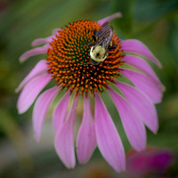 Bee on Purple Cone Flower