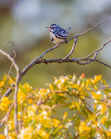 Black and White Warbler