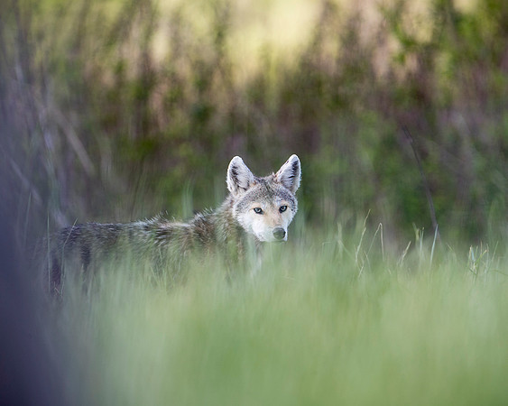 Beautiful White Faced Coyote