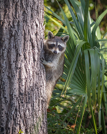 Raccoon