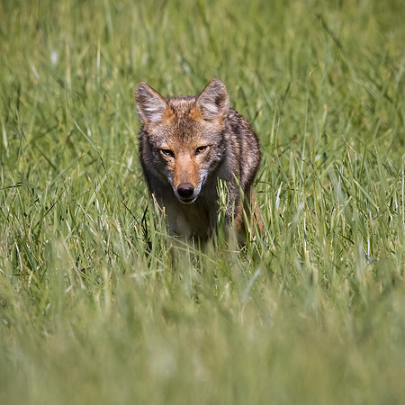 Coyote
