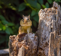 Chipmunk
