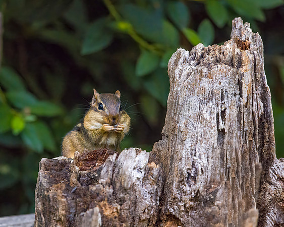 Chipmunk