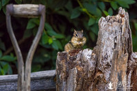 Chipmunk