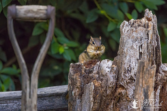 Chipmunk