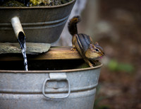 Chipmunk