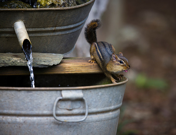 Chipmunk