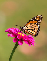 Monarch