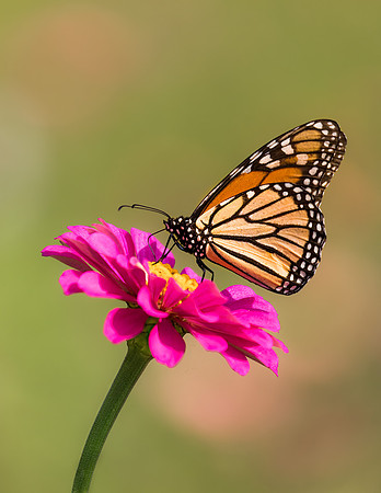 Monarch