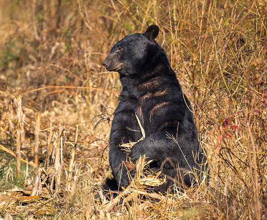 "My Corn" Bear