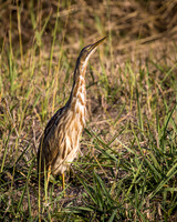 American Bittern