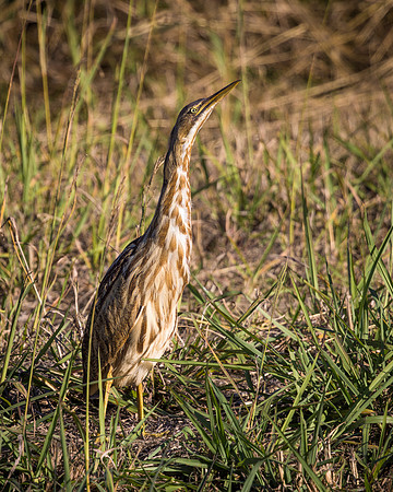 American Bittern