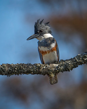 Belted Kingfisher - Female