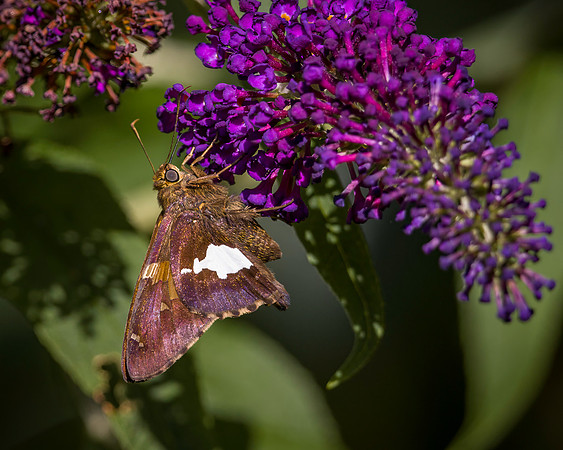 Silver-Spotted Skipper on Butterfly Bush