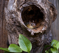 Chipmunk