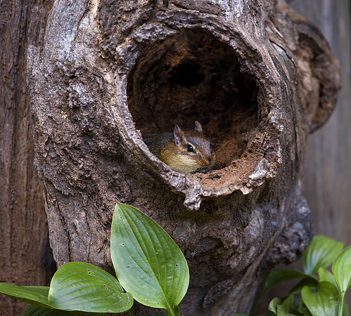 Chipmunk
