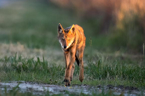 Critically Endangered Red Wolf