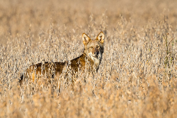Critically Endangered Red Wolf