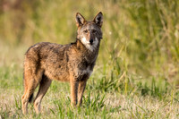 Critically Endangered Red Wolf