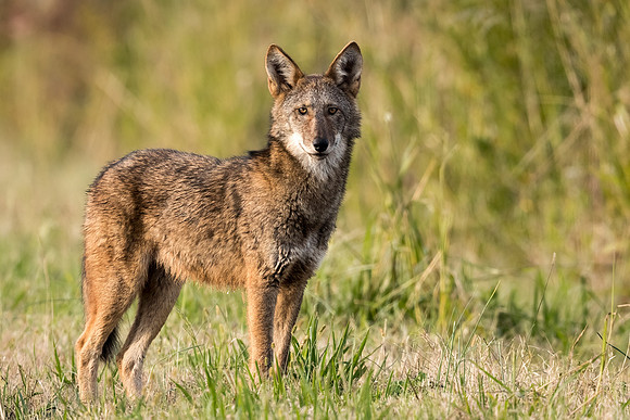 Critically Endangered Red Wolf