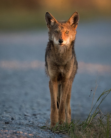 Critically Endangered Red Wolf
