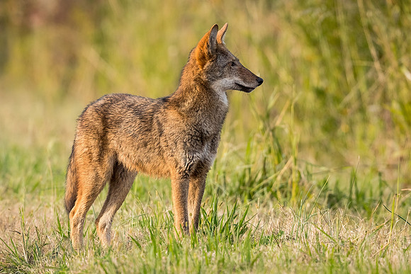 Critically Endangered Red Wolf