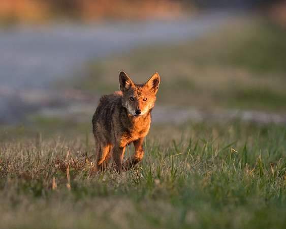 Critically Endangered Red Wolf