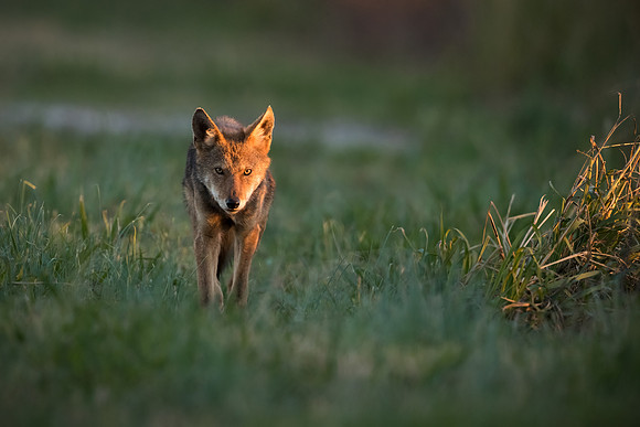 Critically Endangered Red Wolf