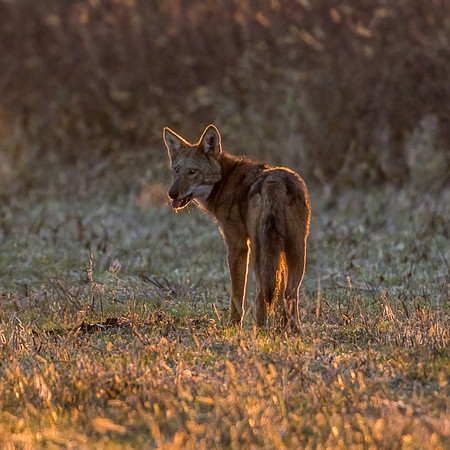 Critically Endangered Red Wolf