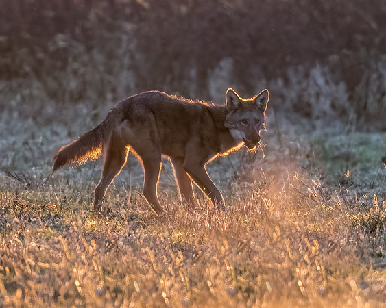 Critically Endangered Red Wolf