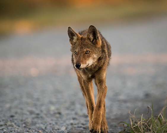 Critically Endangered Red Wolf