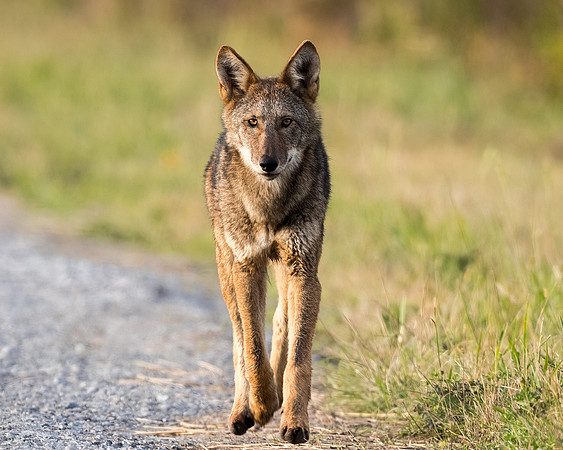Critically Endangered Red Wolf