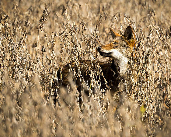 Critically Endangered Red Wolf