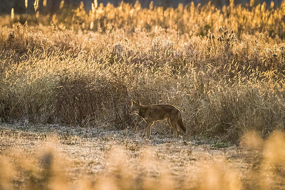 Critically Endangered Red Wolf