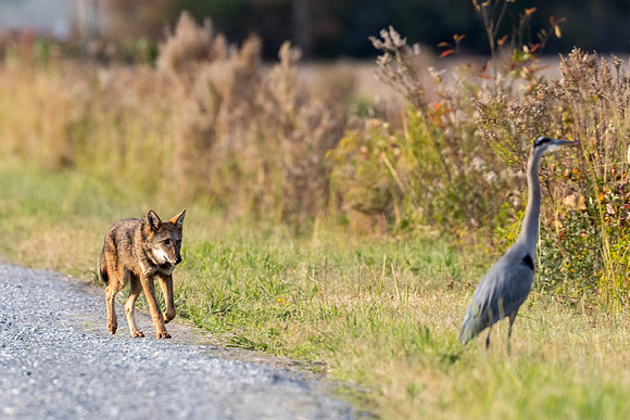 Critically Endangered Red Wolf