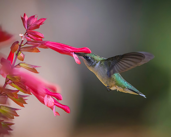 Ruby-Throated Juvenile Male Hummingbird on Skyscraper Salvia