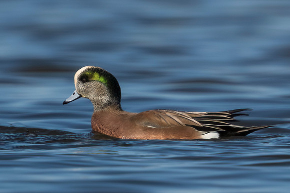 American Wigeon