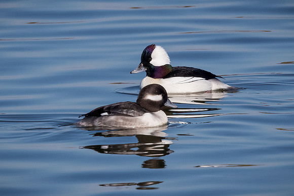 Bufflehead Pair