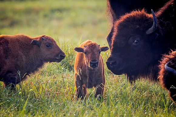 Red Dogs - Bison