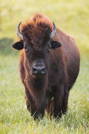 Bison