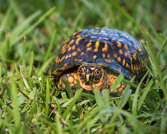 Eastern Box Turtle