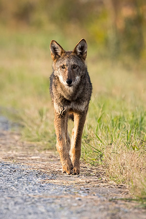 Critically Endangered Red Wolf