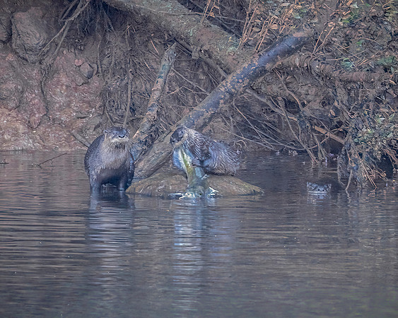 River Otters