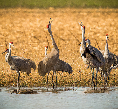 Sandhill Cranes
