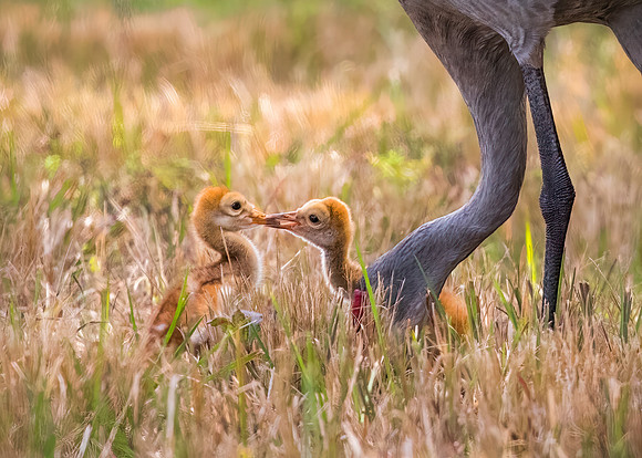 Sandhill Crane Colts