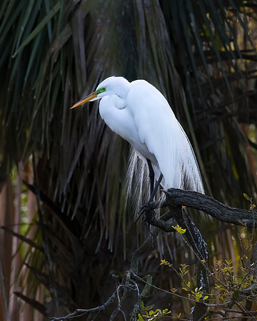 Great Egret